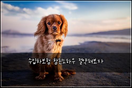 수입차보험 참된노하우  절약해보자
