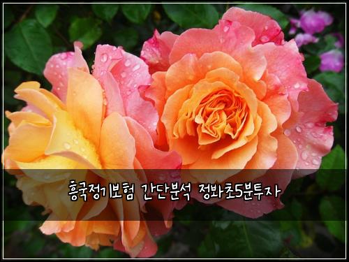 흥국정기보험 간단분석  정봐초5분투자