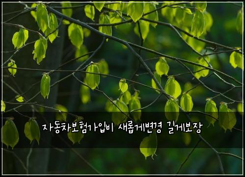 자동차보험가입비 새롭게변경 길게보장