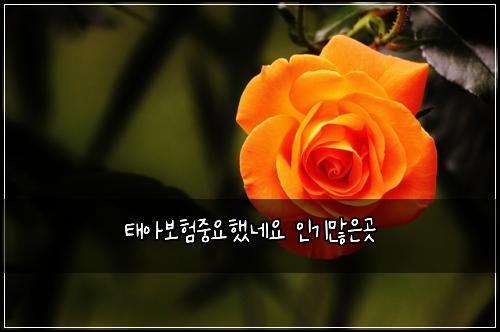 태아보험중요했네요 인기많은곳