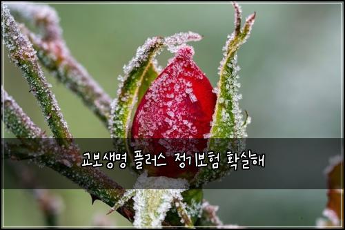 교보생명 플러스 정기보험 확실해 
