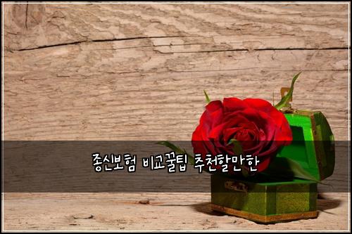 ์ข
์ ๋ณดํ ๋น๊ต๊ฟํ ์ถ์ฒํ ๋งํ