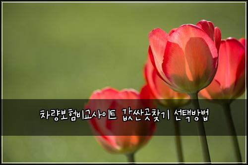 차량보험비교사이트 값싼곳찾기 선택방법