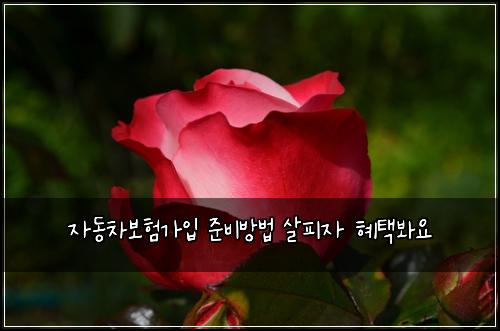 자동차보험가입 준비방법 살피자 혜택봐요