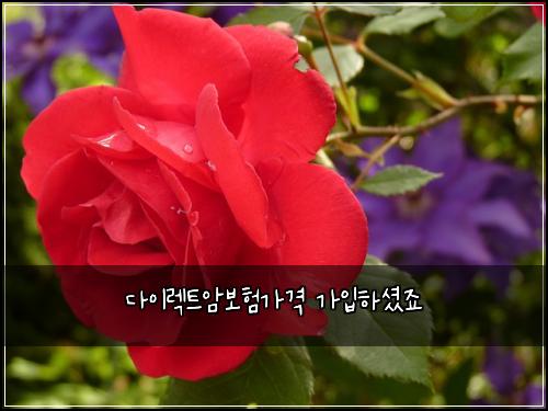 다이렉트암보험가격 가입하셨죠
