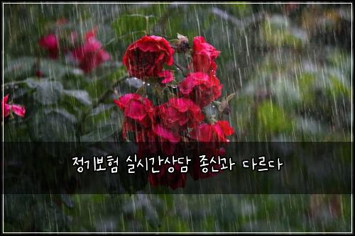 정기보험 실시간상담  종신과 다르다