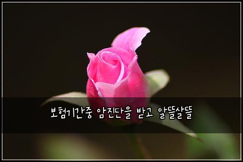 보험기간중 암진단을 받고 알뜰살뜰