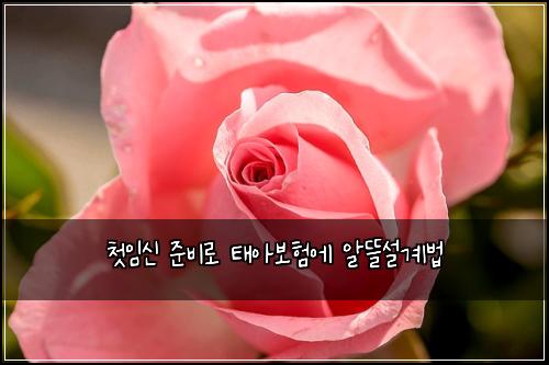 첫임신 준비로 태아보험에 알뜰설계법