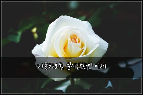 자동차보험 실시간확인 이제