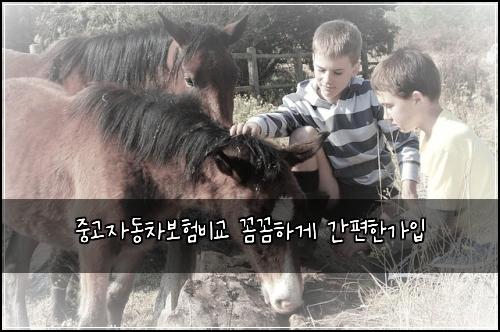 중고자동차보험비교 꼼꼼하게 간편한가입