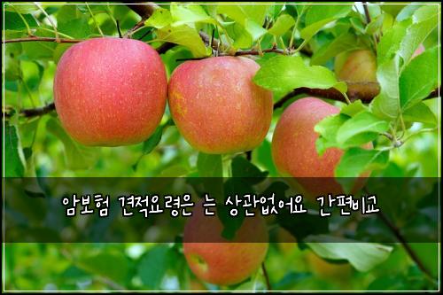 암보험 견적요령은  는 상관없어요 간편비교