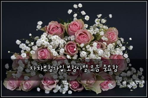 자차보험가입 보험사별 모음 중요함