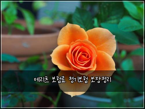 ๋ฉ๋ฆฌ์ธ ๋ณดํ๋ฃ ์ ๊ธฐ๋ณดํ ๋ณด์ฅ์ ๋ฆฌ
