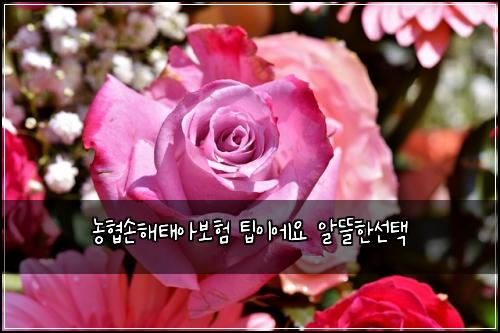 농협손해태아보험 팁이에요  알뜰한선택
