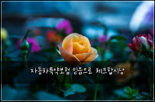 자동차특약보험 믿음으로  체크합시당