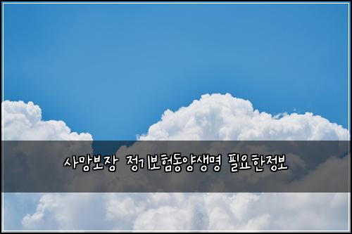 사망보장 정기보험동양생명 필요한정보