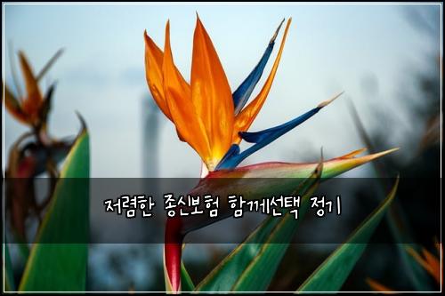 저렴한 종신보험 함께선택  정기