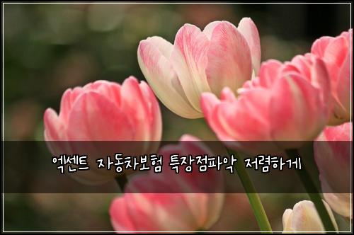 엑센트 자동차보험 특장점파악  저렴하게