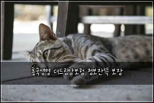 흥국생명 더드림암보험 정보잔뜩  보장