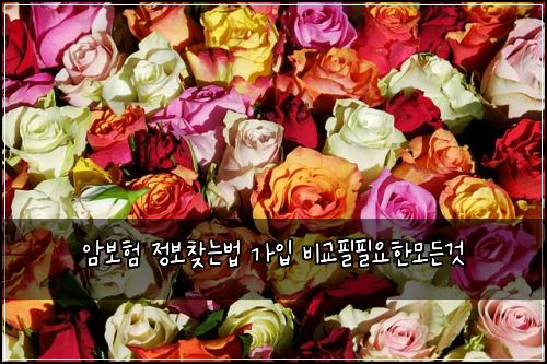암보험 정보찾는법  가입 비교필필요한모든것