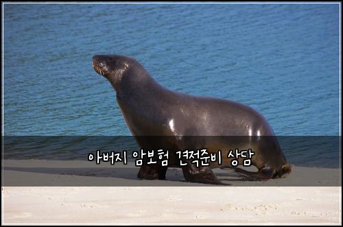 아버지 암보험 견적준비  상담