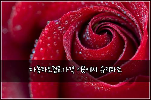 자동차보험료가격 이곳에서 유리하죠
