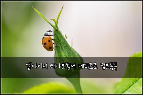 엘아이지 태아보험서 메리츠로 정보톡톡