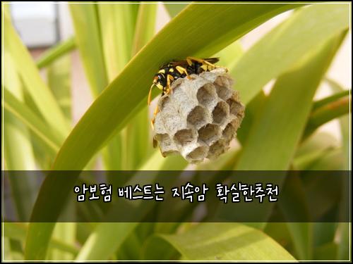 암보험 베스트는  지속암 확실한추천