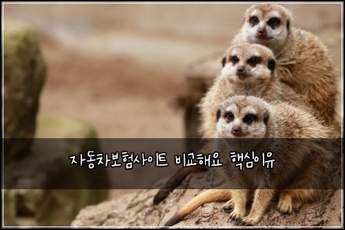 자동차보험사이트 비교해요 핵심이유