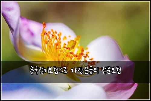 흥국정기보험으로 가장분들의 전문보험