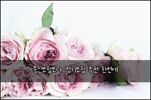 종신보험보다 정기보험 추천 한번에