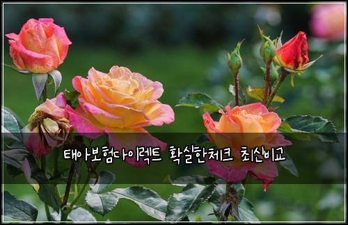 ํ์๋ณดํ๋ค์ด๋ ํธ ํ์คํ์ฒดํฌ ์ต์ ๋น๊ต