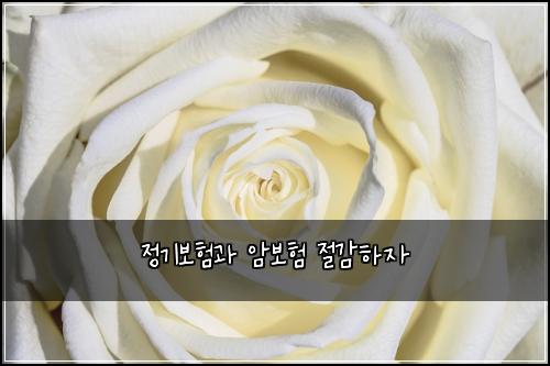 정기보험과 암보험 절감하자