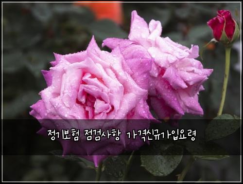 정기보험 점검사항  가격신규가입요령