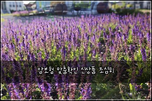 암보험 맞춤확인  신상품 조심히