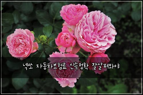 넥쏘 자동차보험료 신속정확 잘살펴봐야