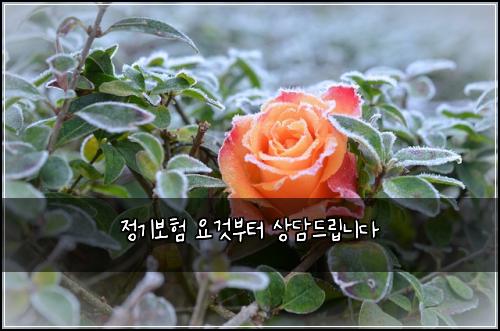 정기보험 요것부터  상담드립니다