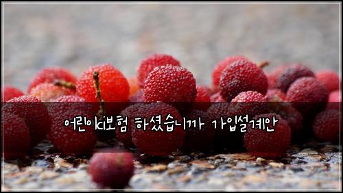 어린이ci보험 하셨습니까  가입설계안
