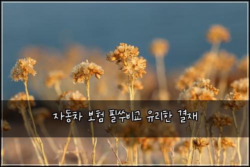 자동차 보험 필쑤비교  유리한 결재