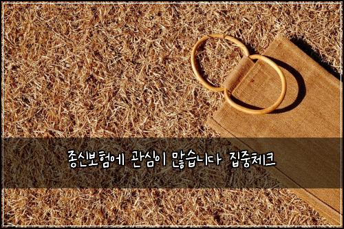종신보험에 관심이 많습니다 집중체크