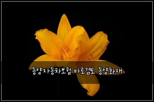 동양자동차보험 바로검토  동양화재