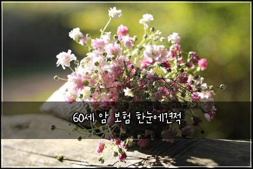 60세 암 보험 한눈에견적 