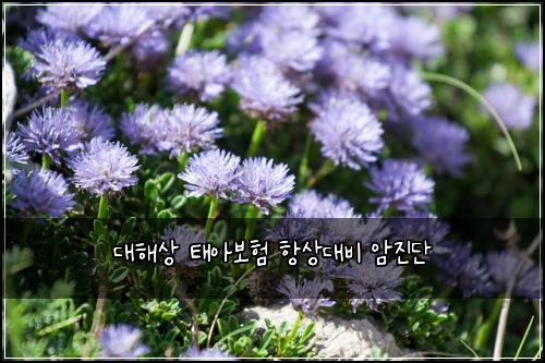 대해상 태아보험 항상대비  암진단