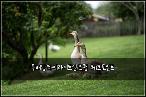 무배당하이라이트암보험 체크포인트