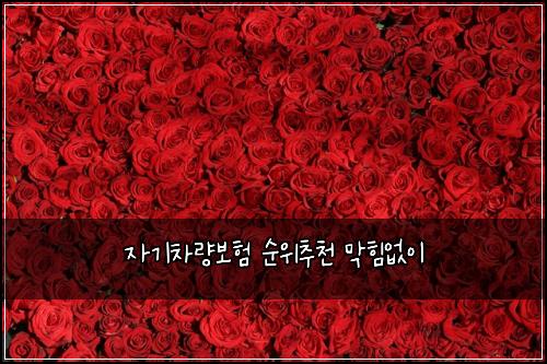 자기차량보험 순위추천  막힘없이