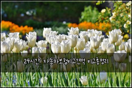 24시간 자동차보험비교견적 비교총정리