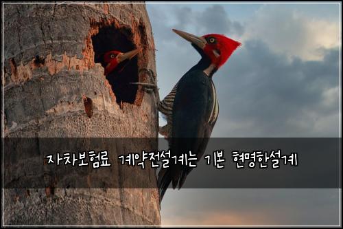 자차보험료 계약전설계는 기본 현명한설계