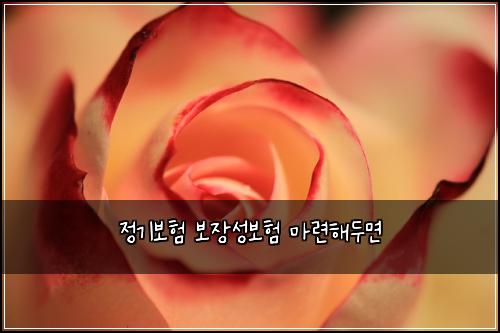 정기보험 보장성보험  마련해두면