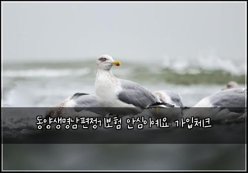 동양생명남편정기보험 안심이예요  가입체크