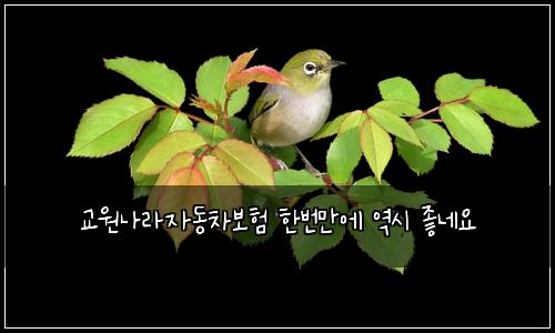 교원나라자동차보험 한번만에  역시 좋네요